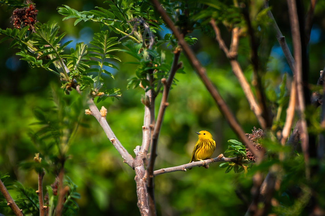 Yellow Warbler