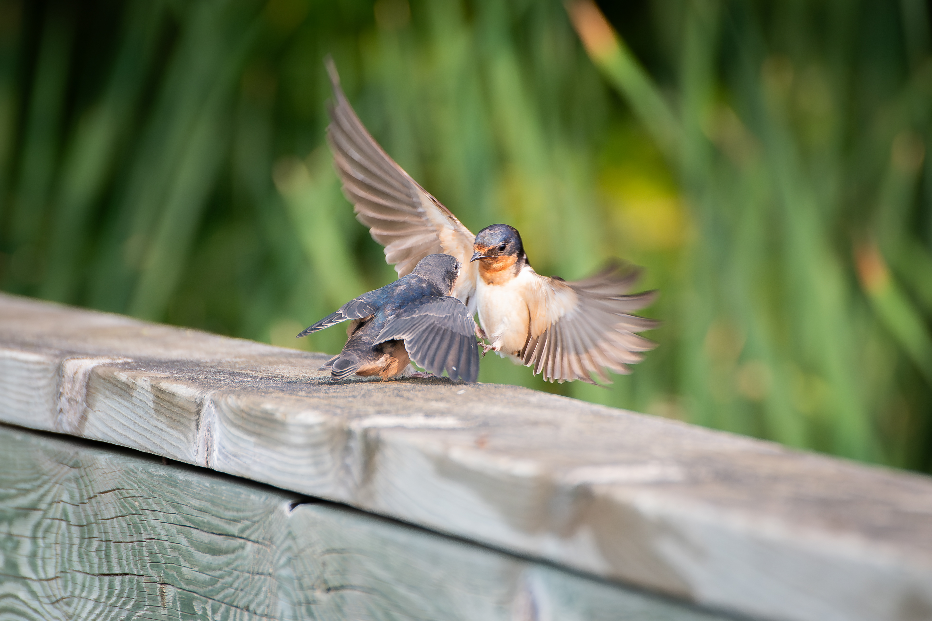 Barn Swallows