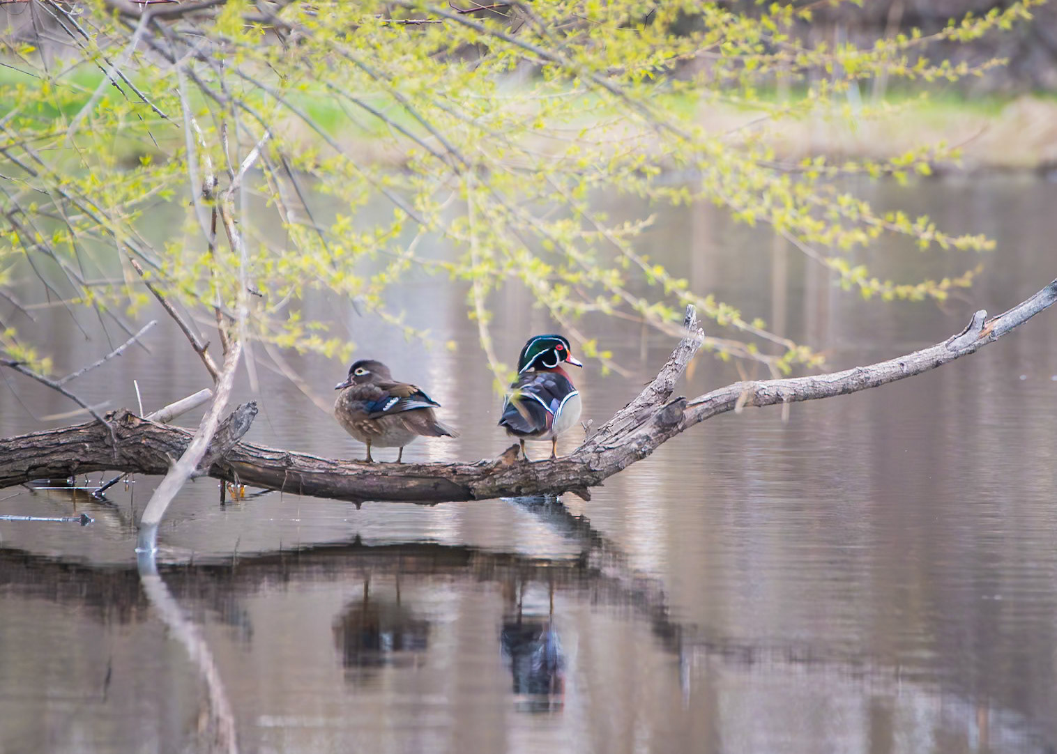 Wood Duck