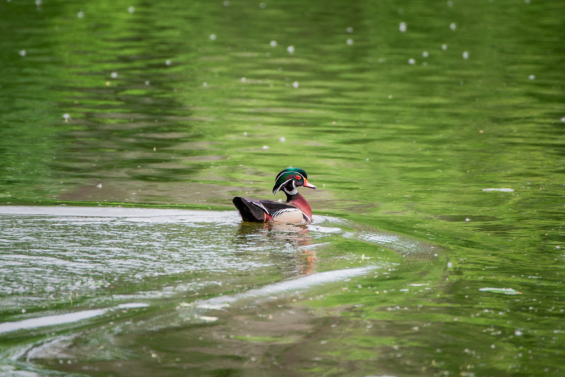Wood Duck