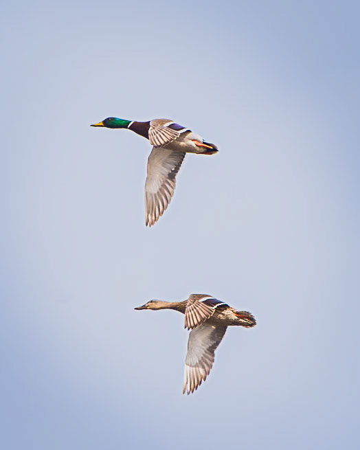 Mallard