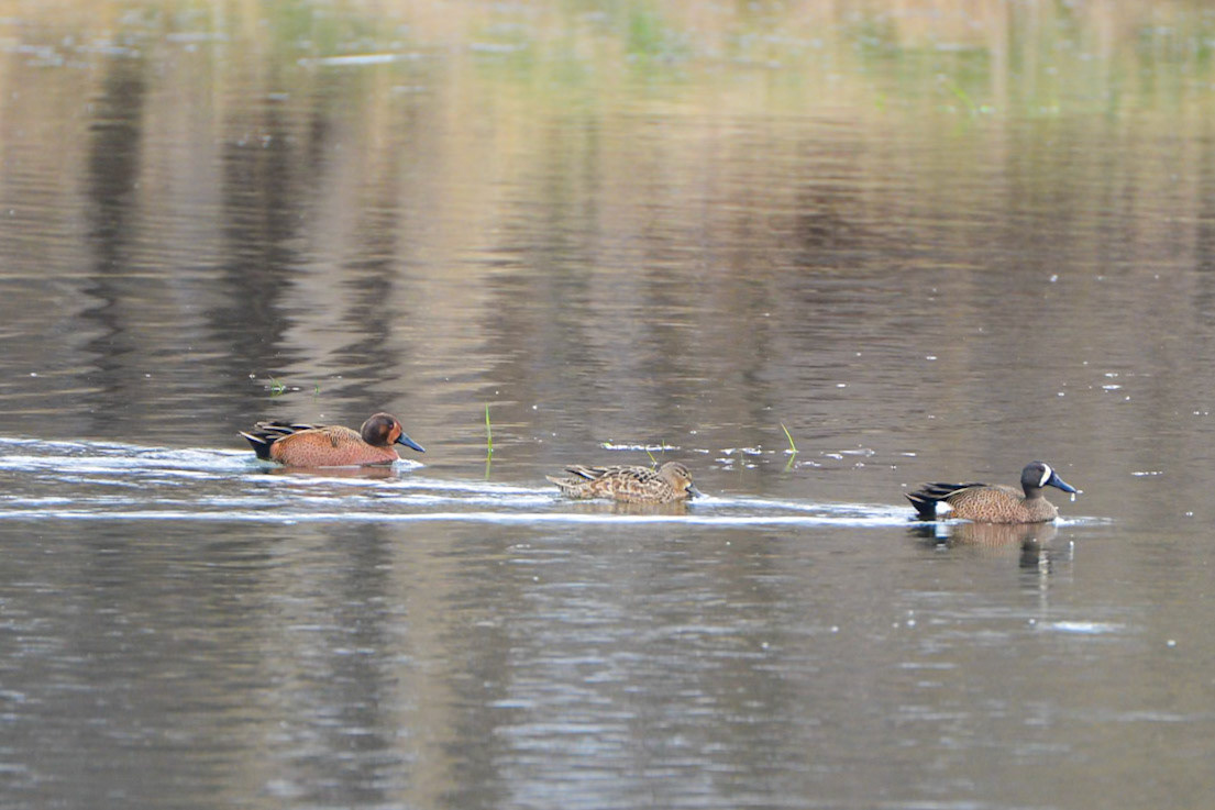 Blue Winged Teal & Cinnamon Teal Hybrid