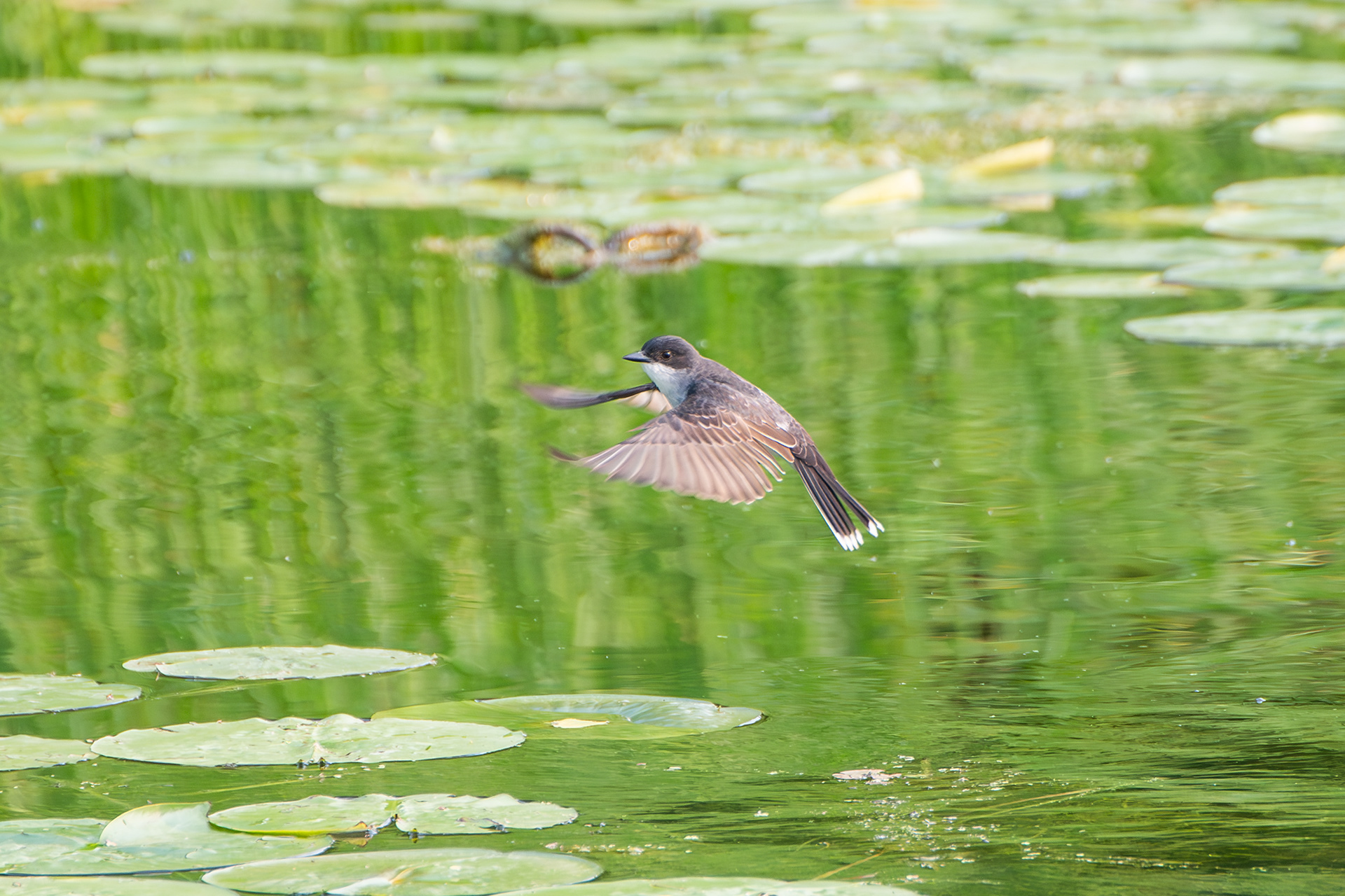 Eastern Kingbird
