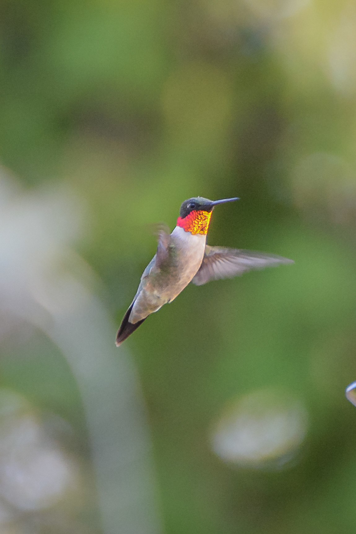 Ruby-throated Hummingbird