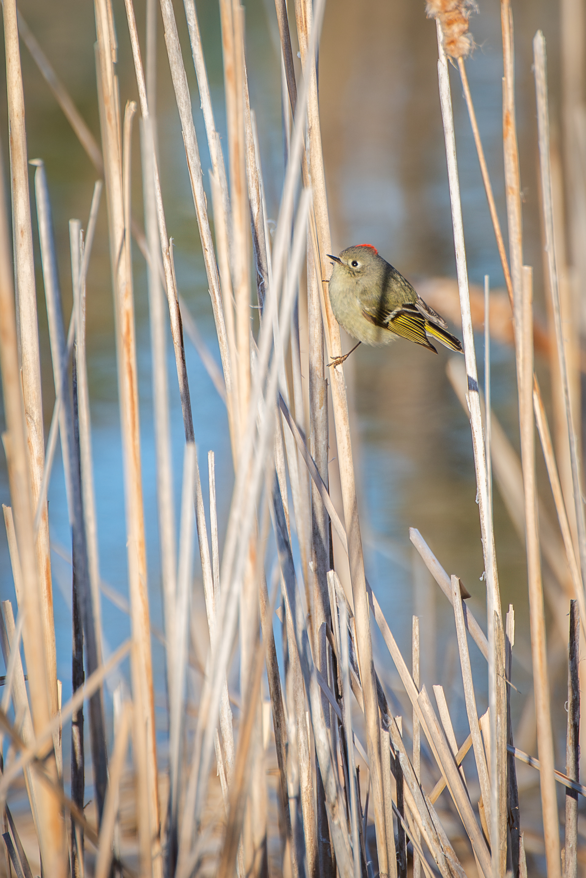 Ruby Crowned Kinglet