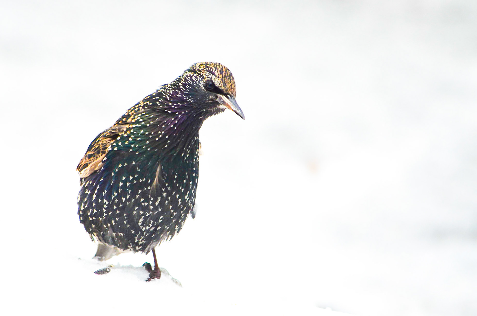 European Starling