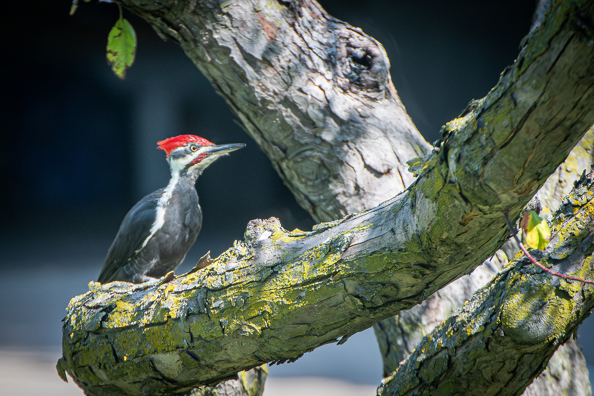 Pileated Woodpecker