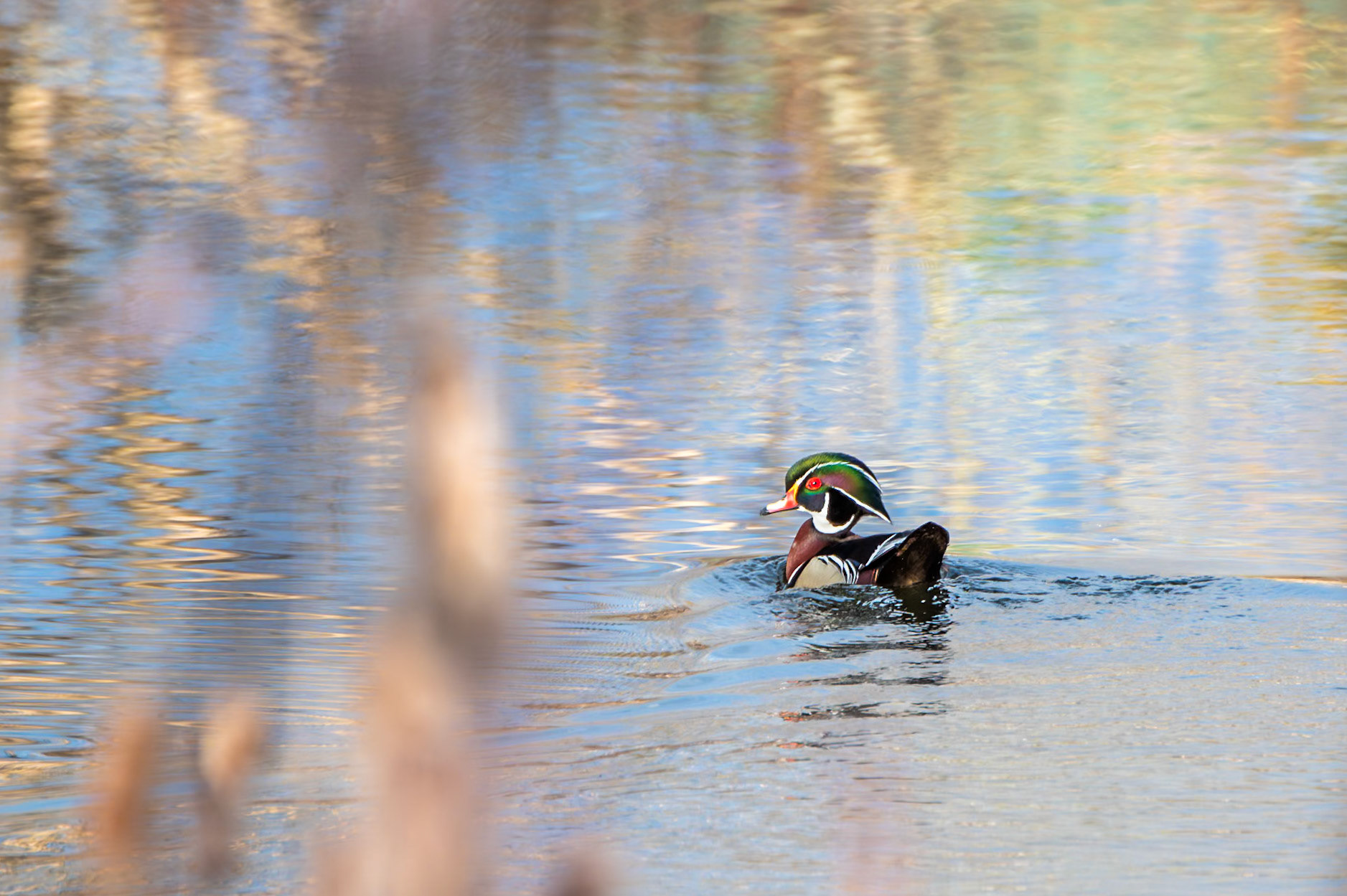 Wood Duck