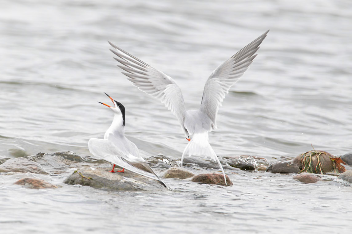 Forster's Tern