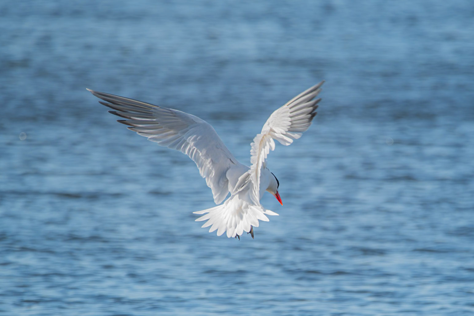 Caspian Tern