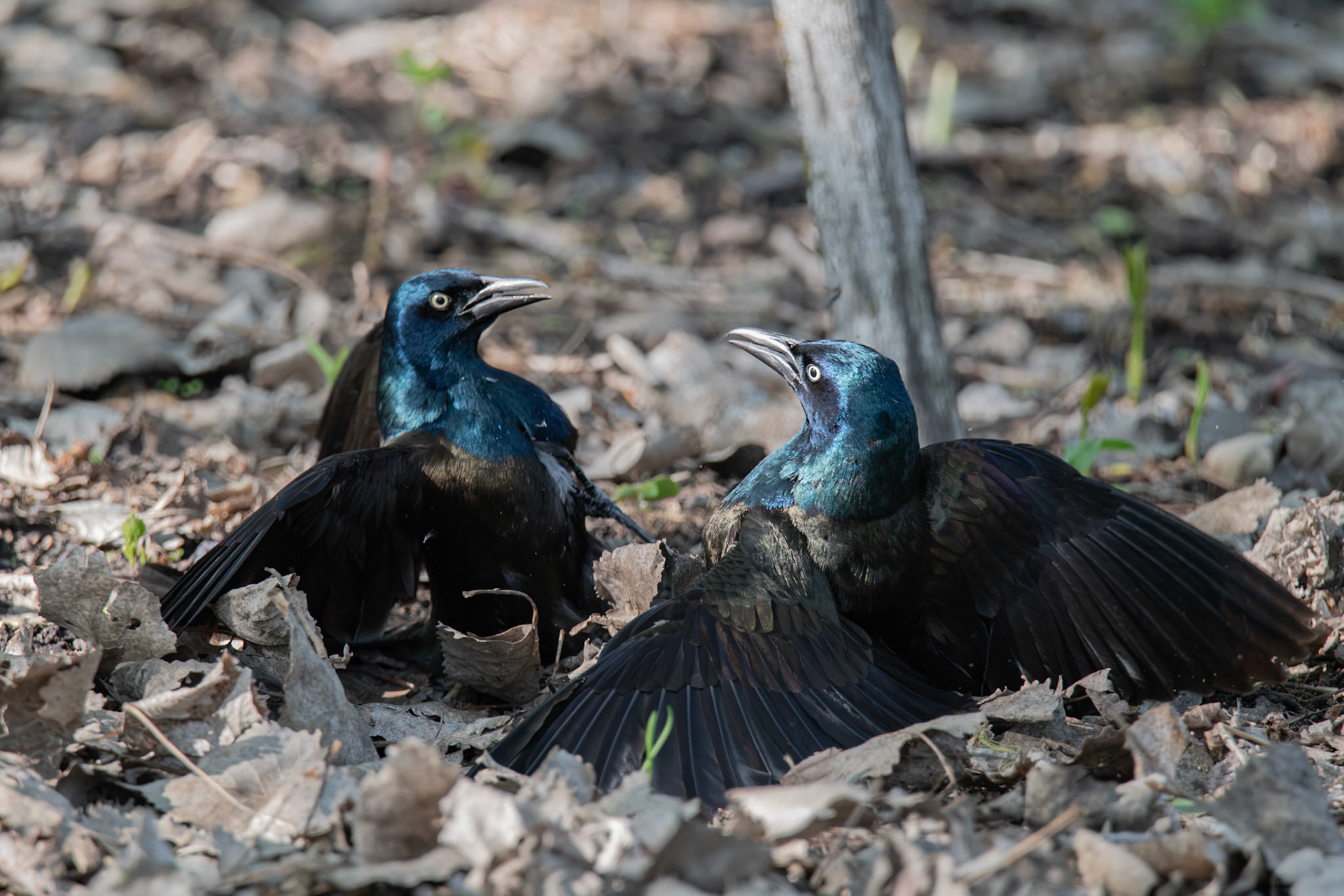 Common Grackle