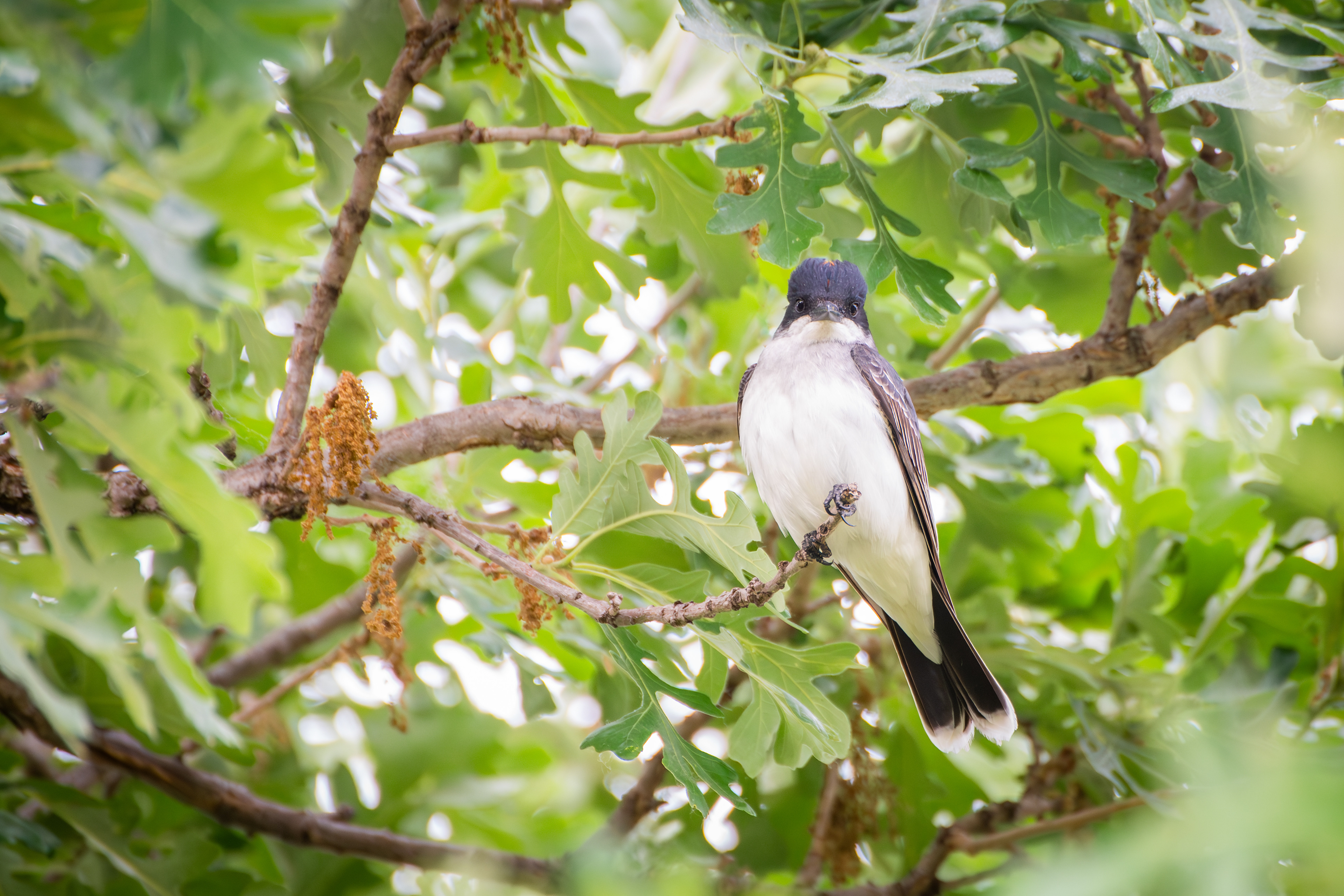 Eastern Kingbird