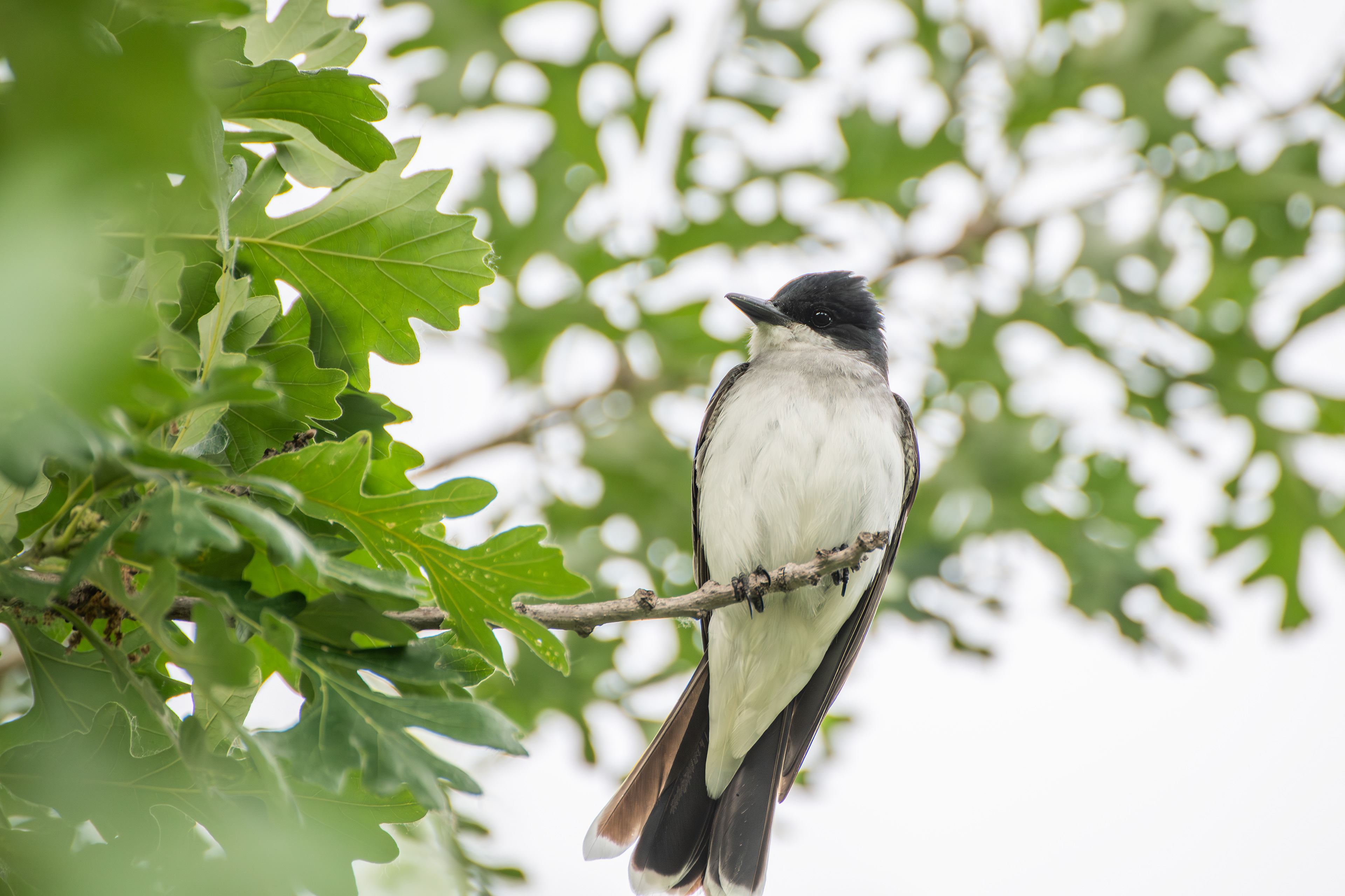 Eastern Kingbird