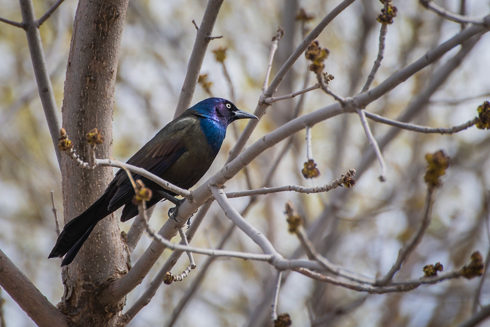 Common Grackle