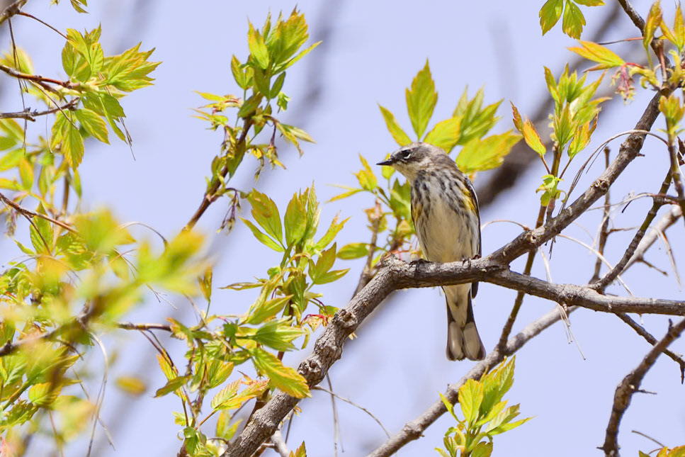 Yellow Rumped Warbler