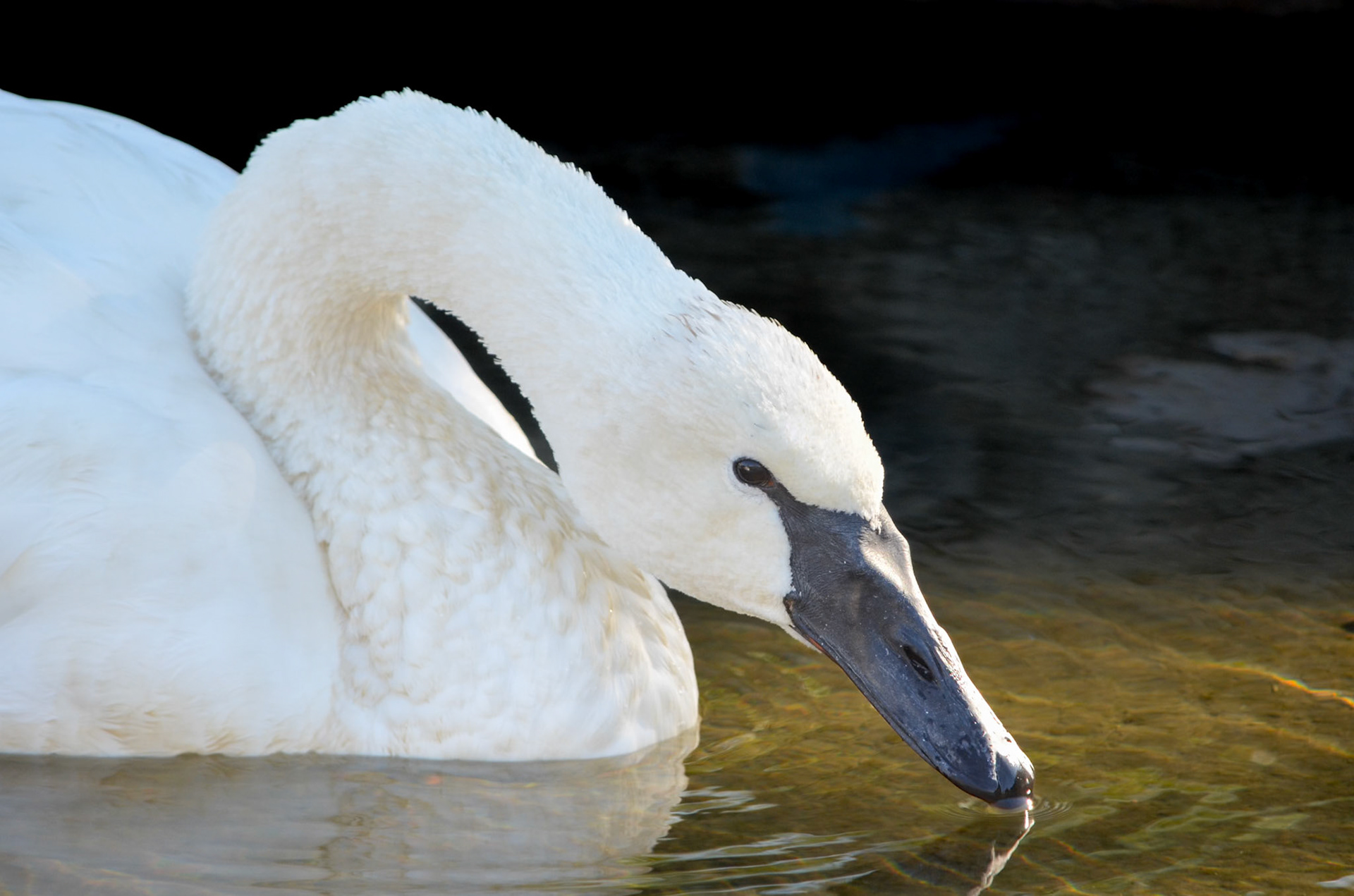 Trumpeter Swan