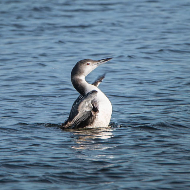 Common Loon