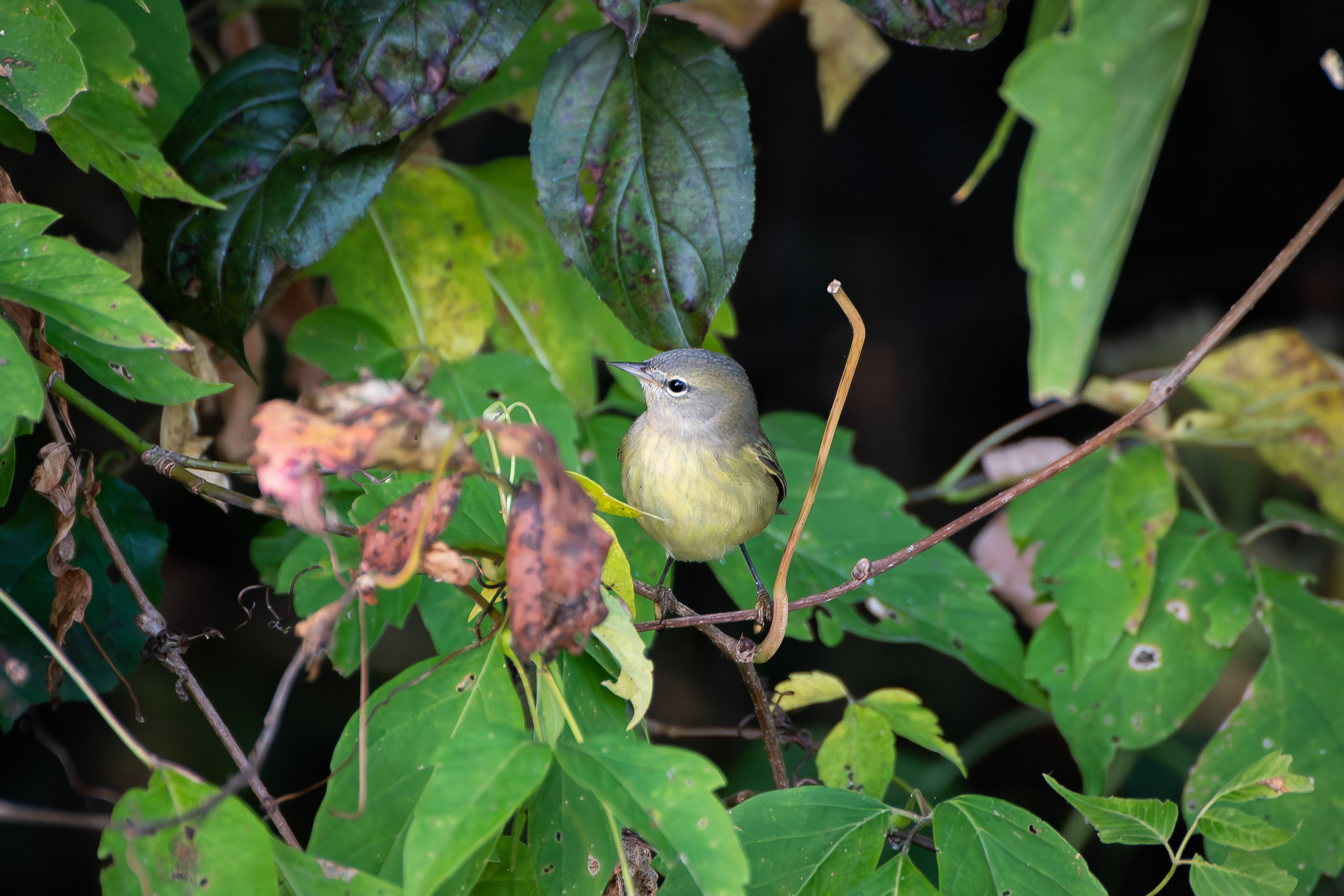 Orange Crowned Warbler