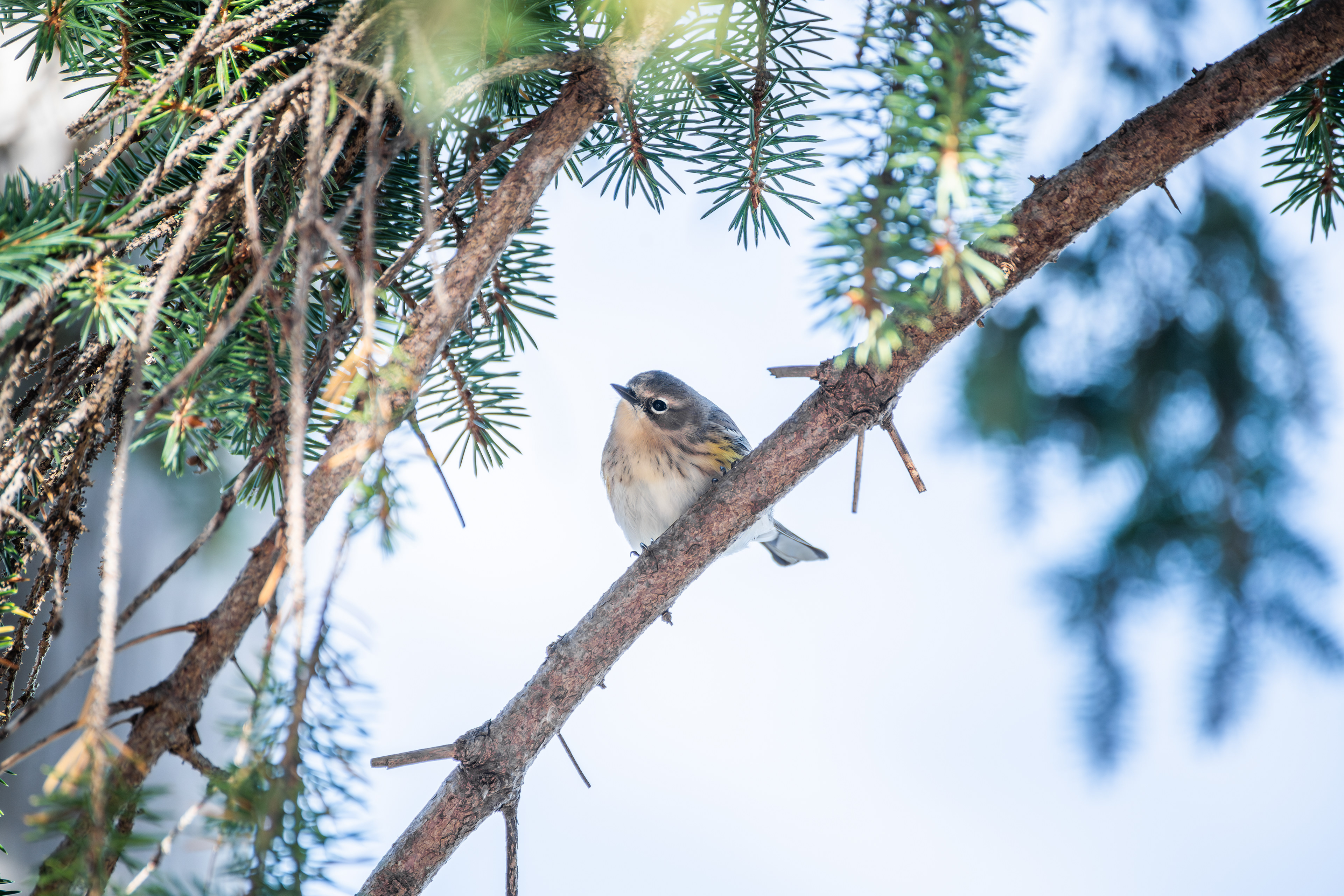 Yellow Rumped Warbler