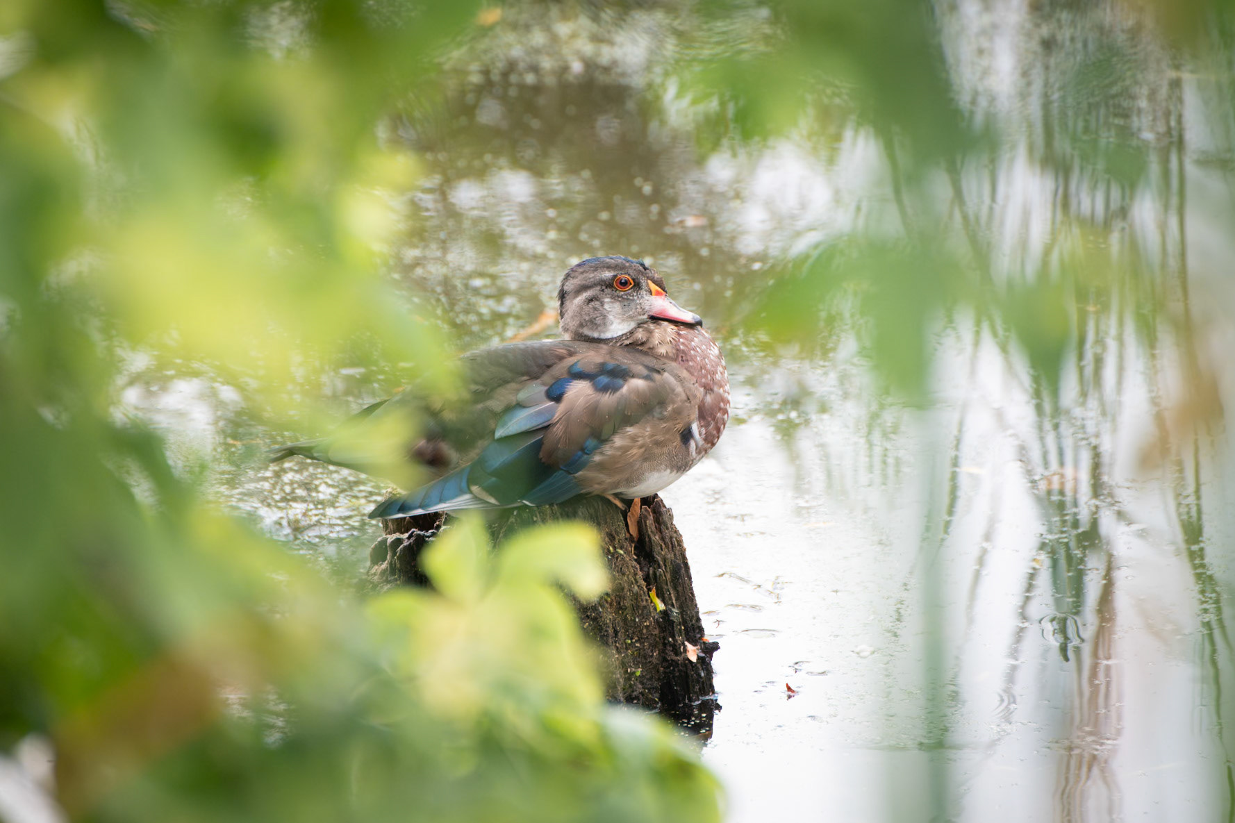 Wood Duck