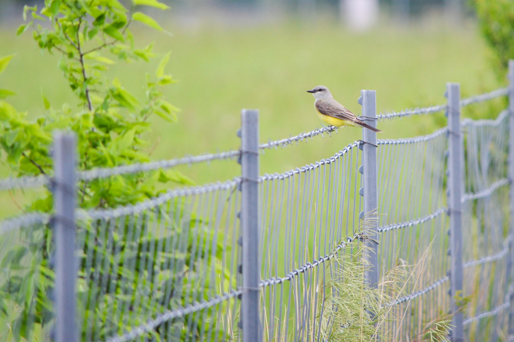 Western Kingbird