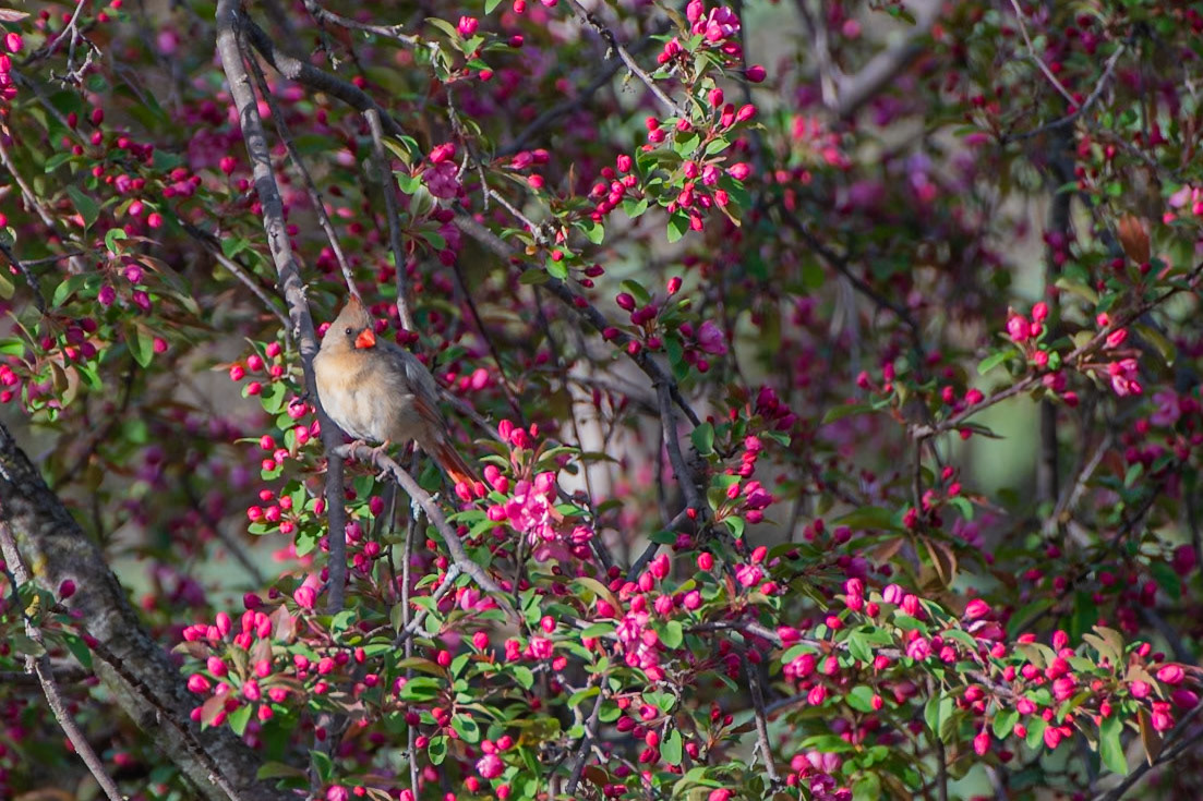 Northern Cardinal