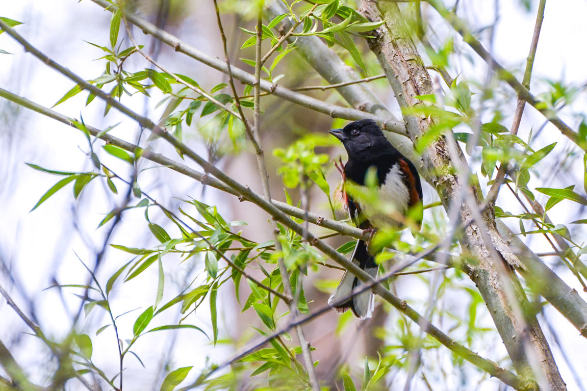 Eastern Towhee