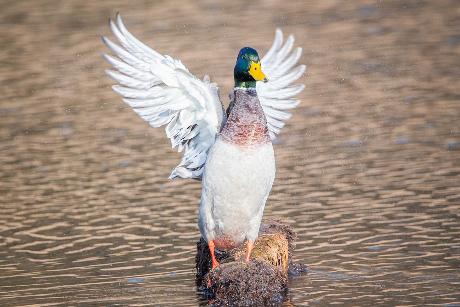 Mallard