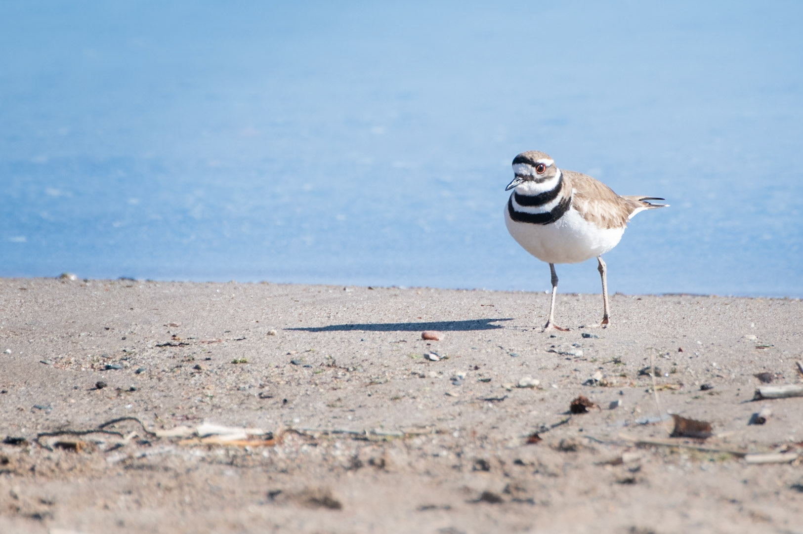 Killdeer
