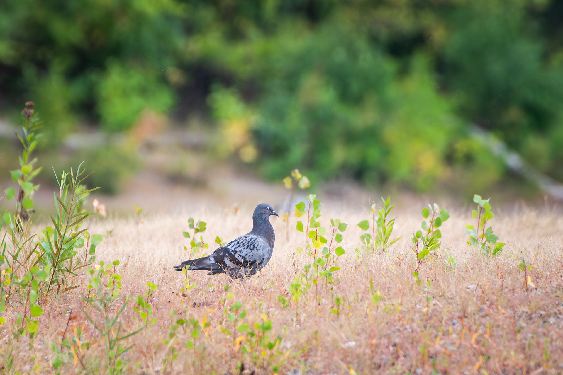 Rock Pigeon