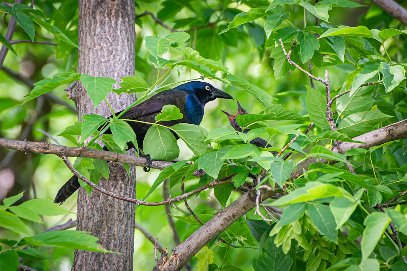 Common Grackle