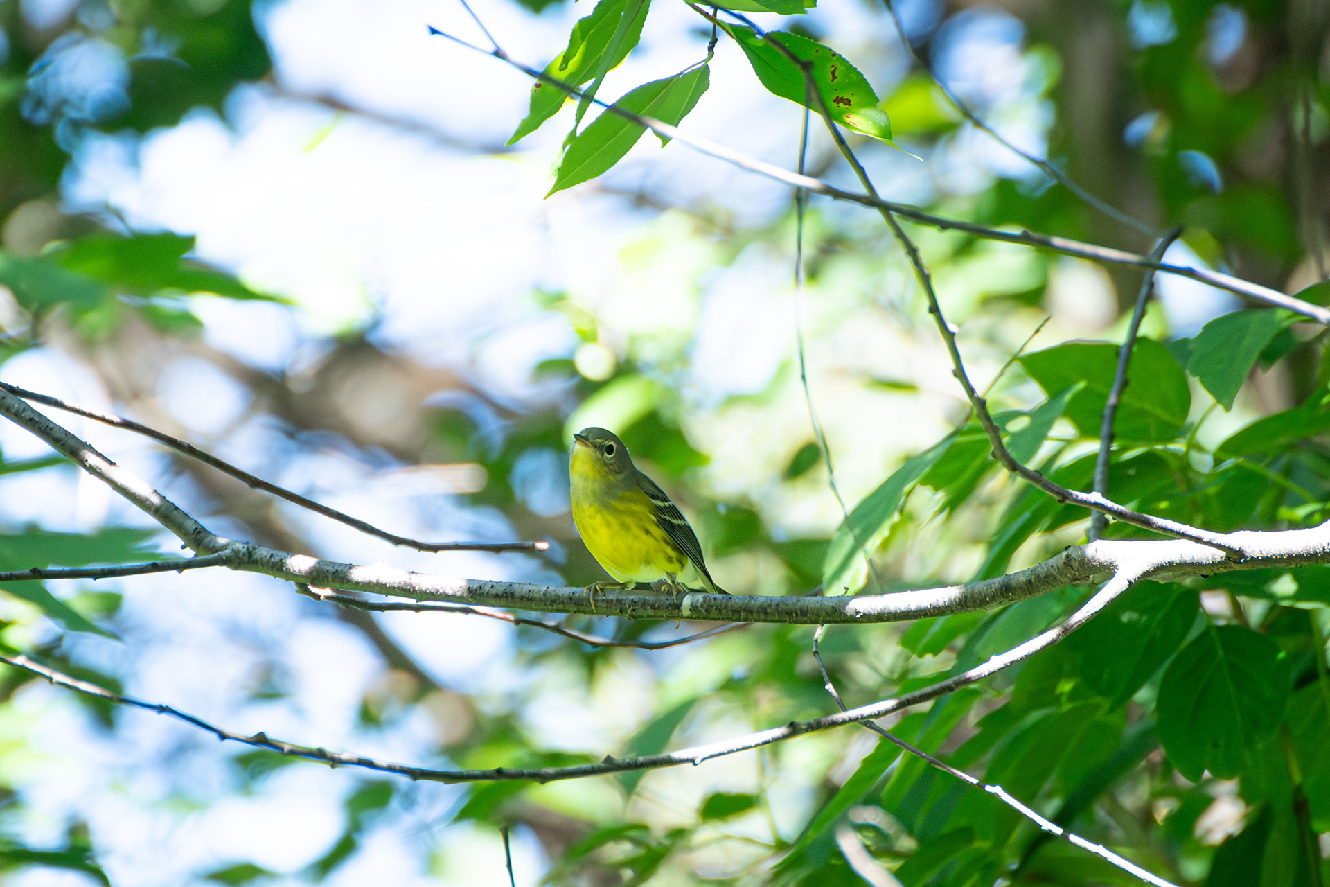 Magnolia Warbler