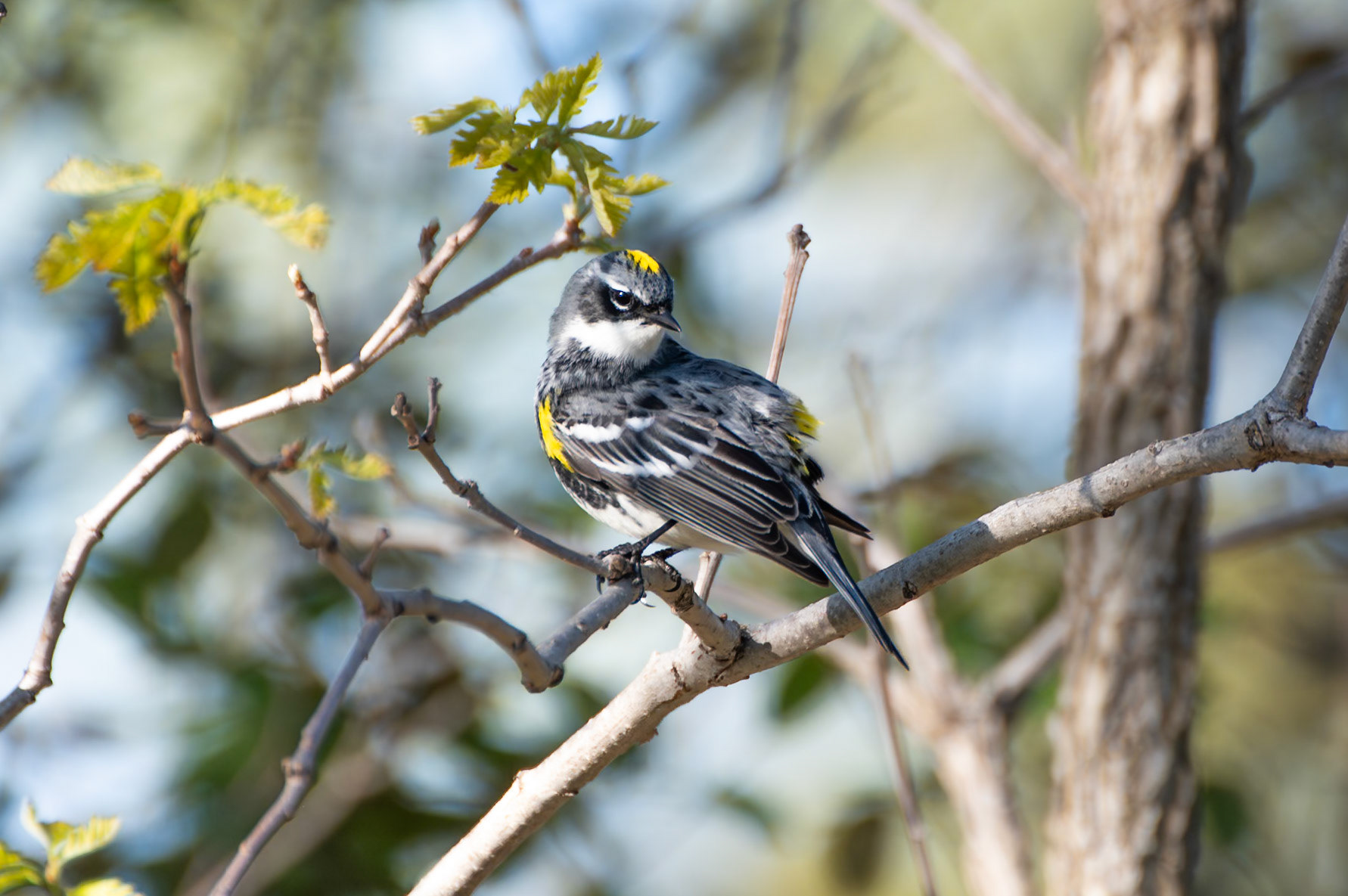 Yellow Rumped Warbler