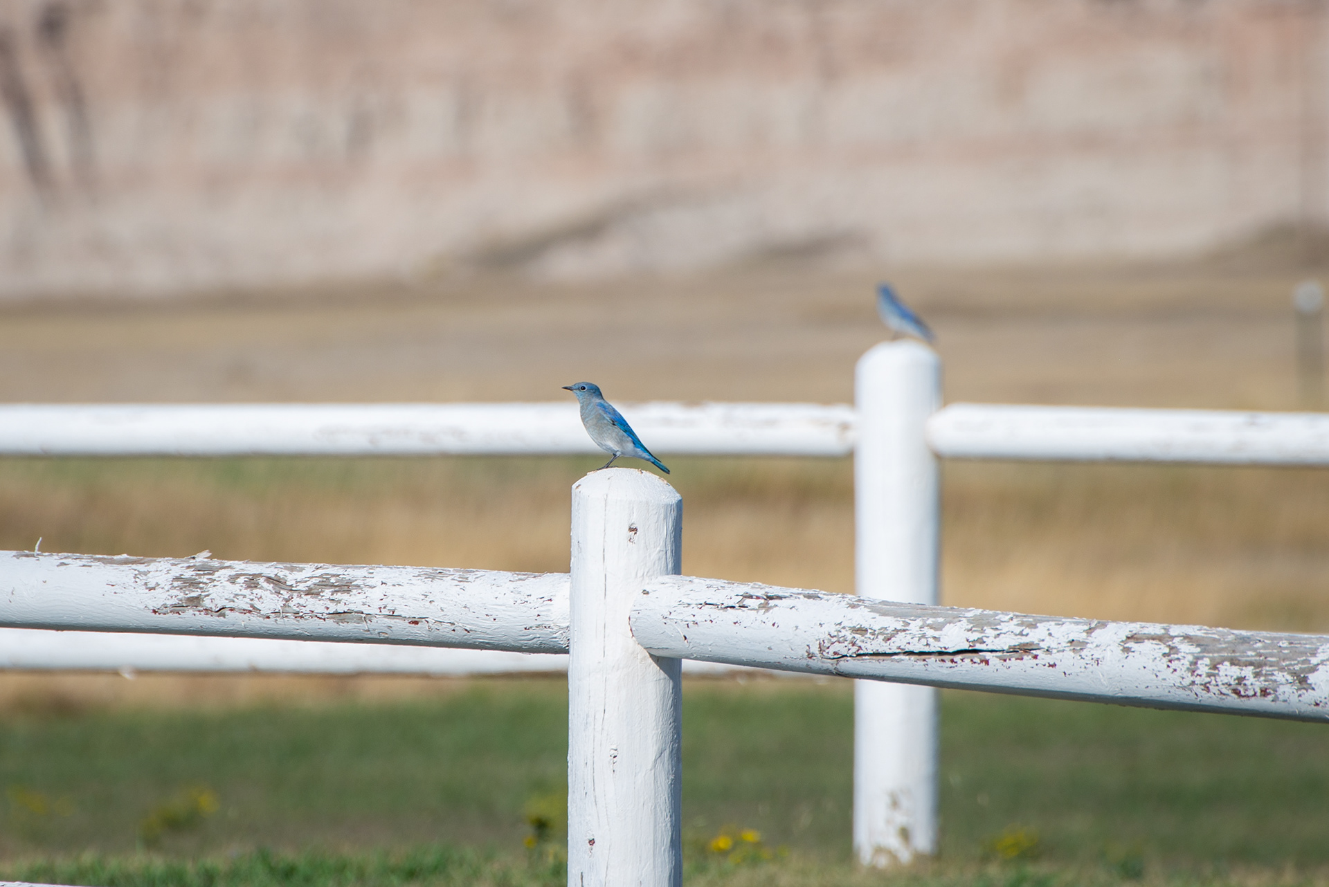 Mountain Bluebird