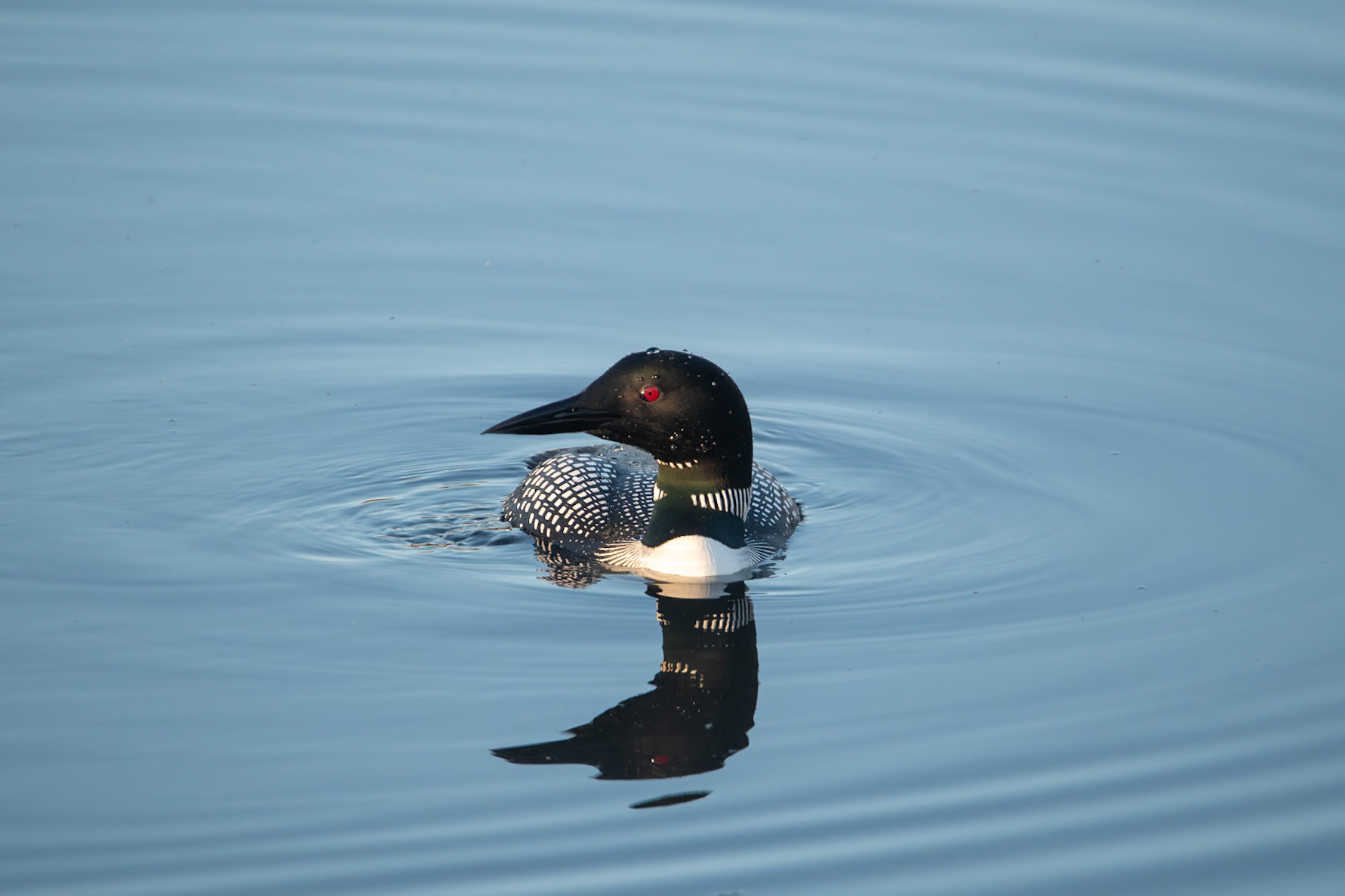 Common Loon