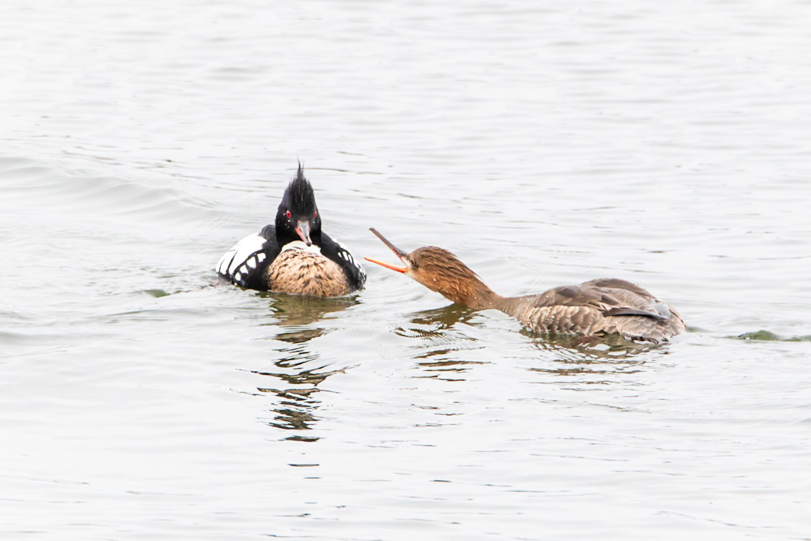 Red-Breasted Merganser