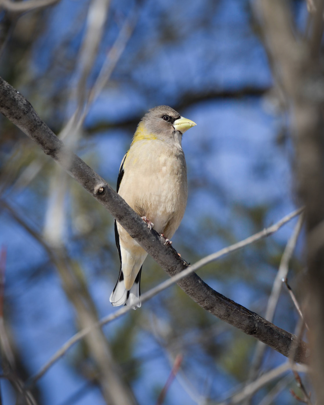 Evening Grosbeak