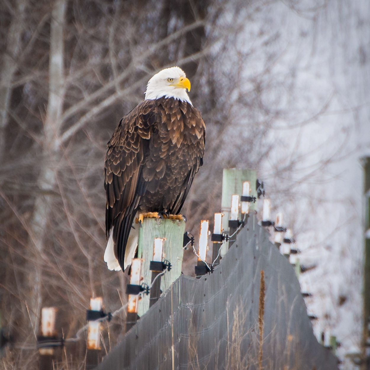 Bald Eagle