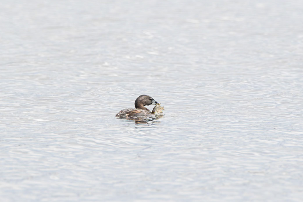 Pied-Billed Grebe