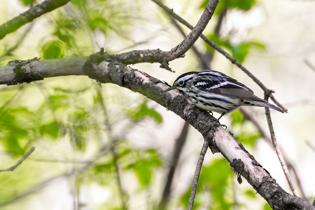 Black and White Warbler