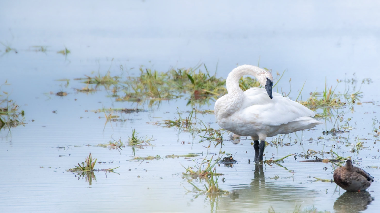 Trumpeter Swan