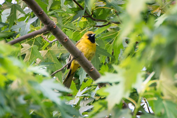 Orchard Oriole