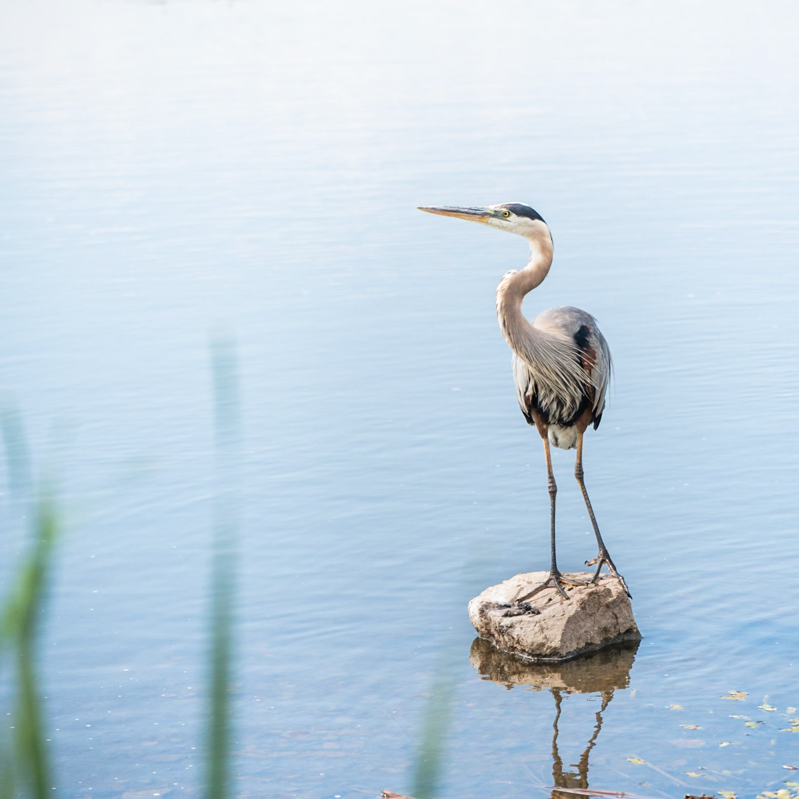Great Blue Heron