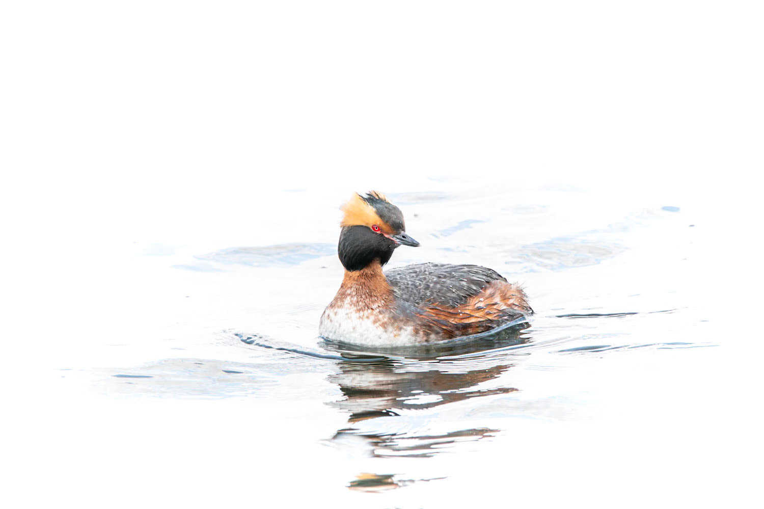 Horned Grebe
