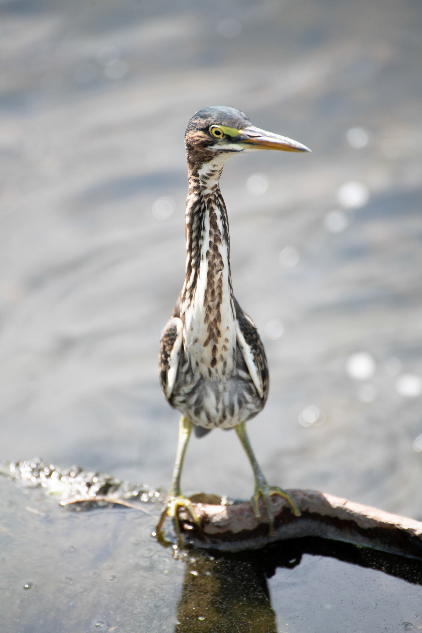 Green Heron