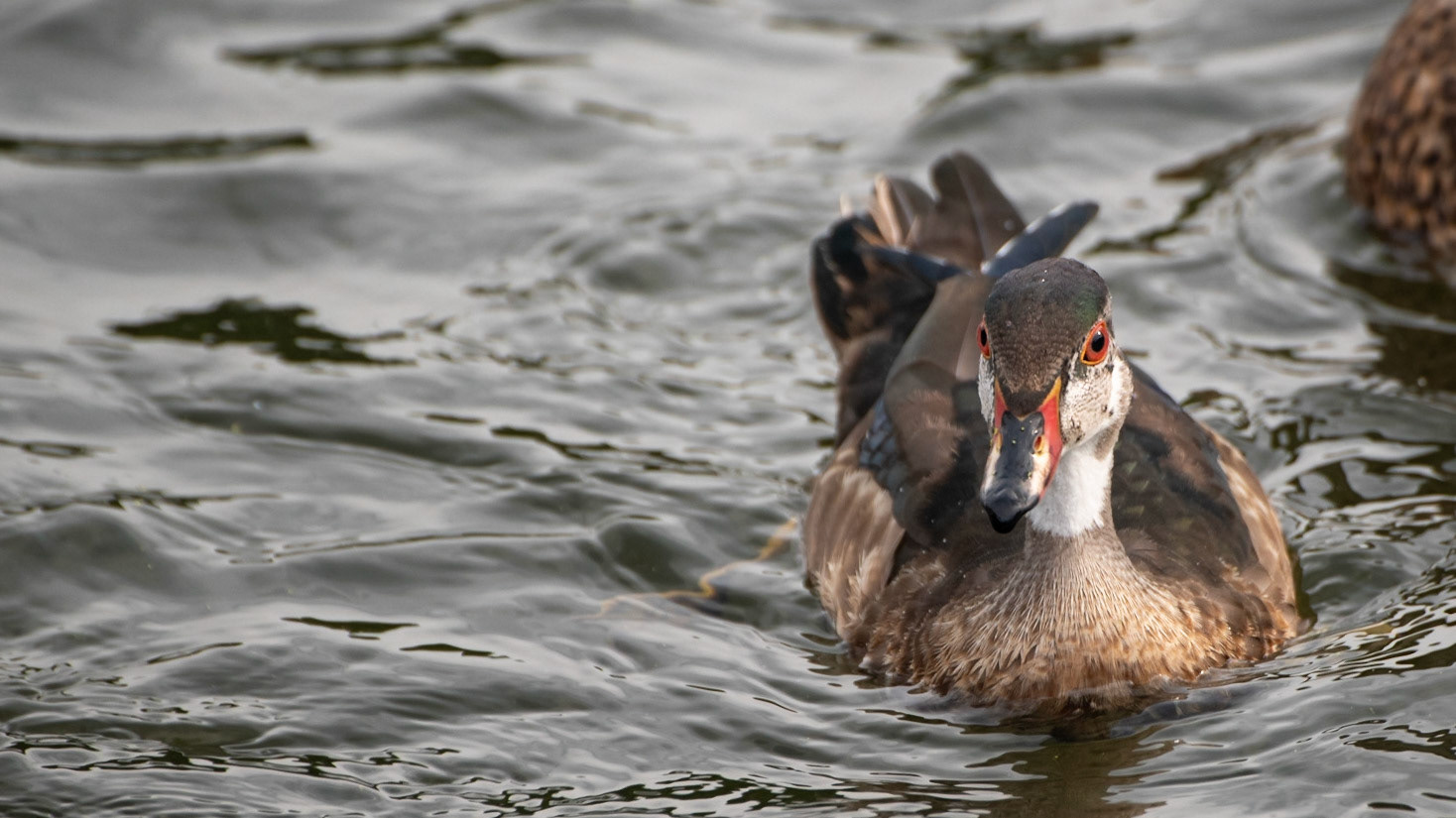 Wood Duck