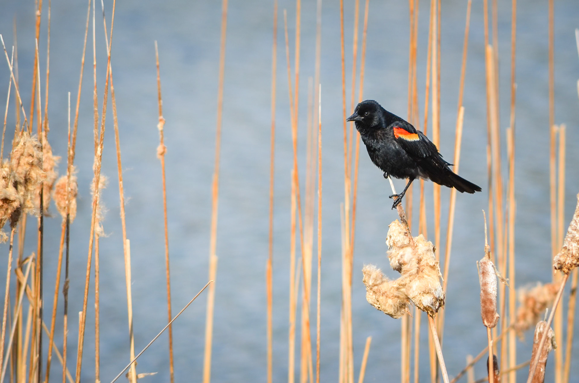 Red Winged Blackbird