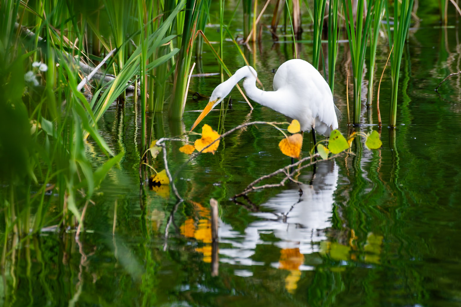 Egret