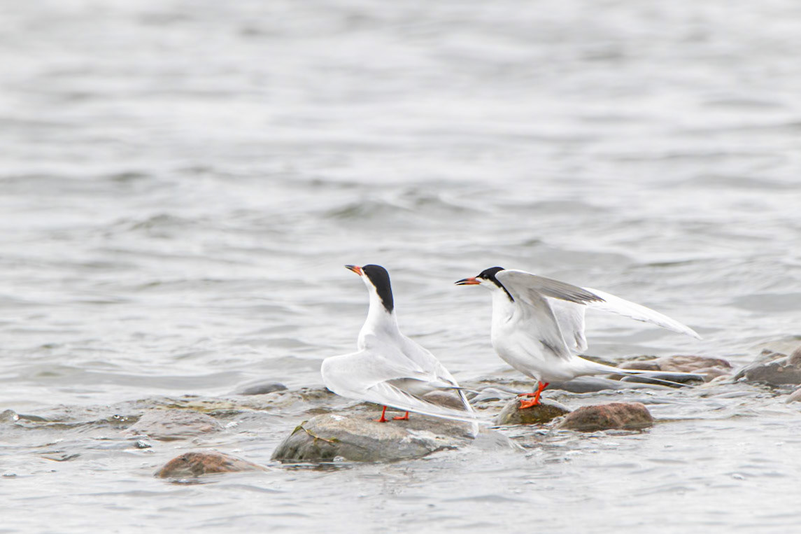 Forster's Tern