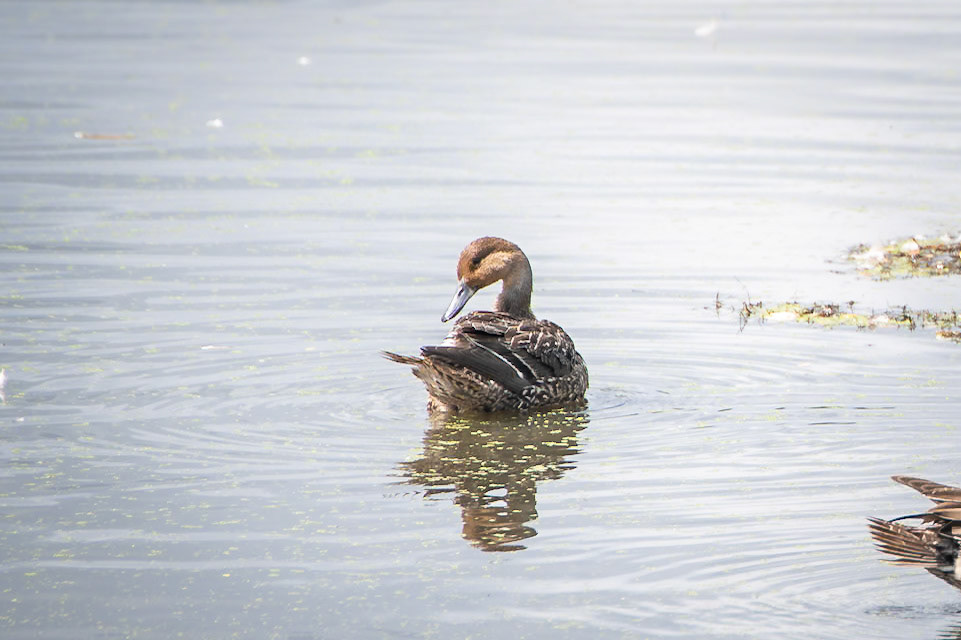 Northern Pintail
